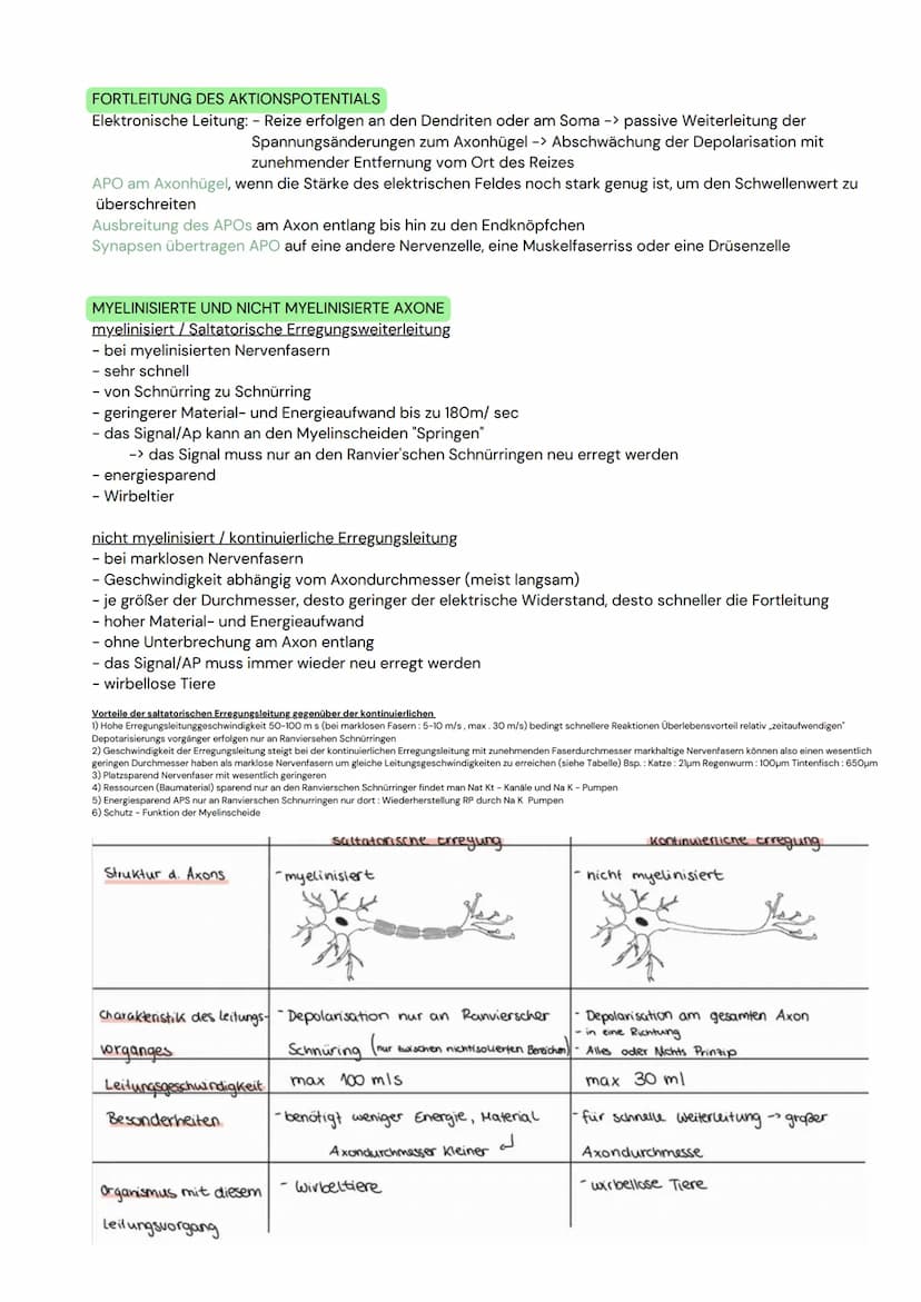 DAS NEURON
- Zellen, welche elektrische Erregungen erzeugen,
verarbeiten und weiterleiten
- 3 funktionelle Hauptgruppen:
Sensorische Neurone