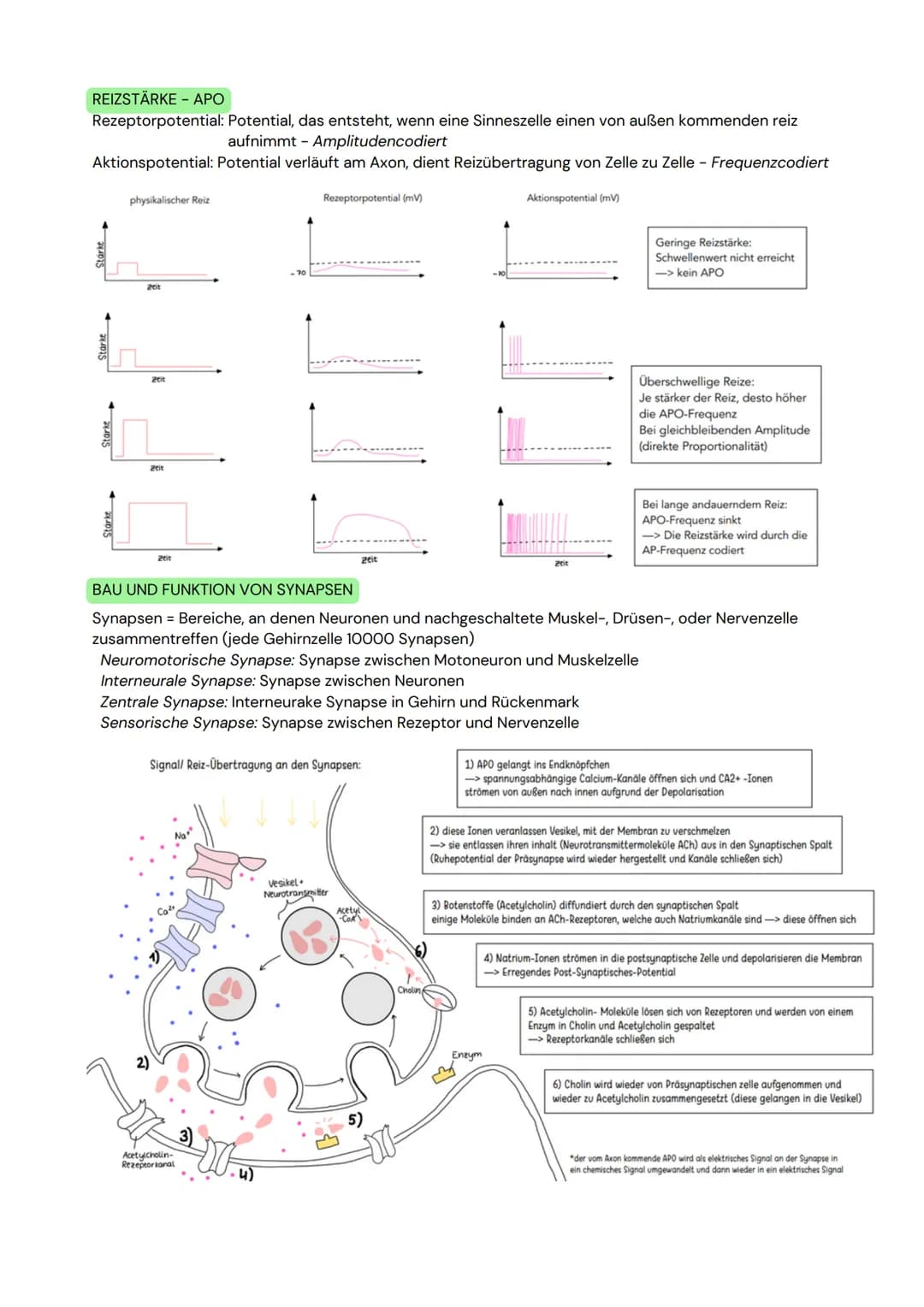 DAS NEURON
- Zellen, welche elektrische Erregungen erzeugen,
verarbeiten und weiterleiten
- 3 funktionelle Hauptgruppen:
Sensorische Neurone