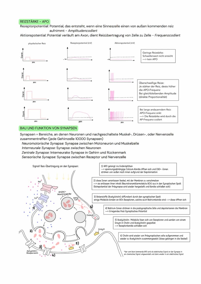 DAS NEURON
- Zellen, welche elektrische Erregungen erzeugen,
verarbeiten und weiterleiten
- 3 funktionelle Hauptgruppen:
Sensorische Neurone