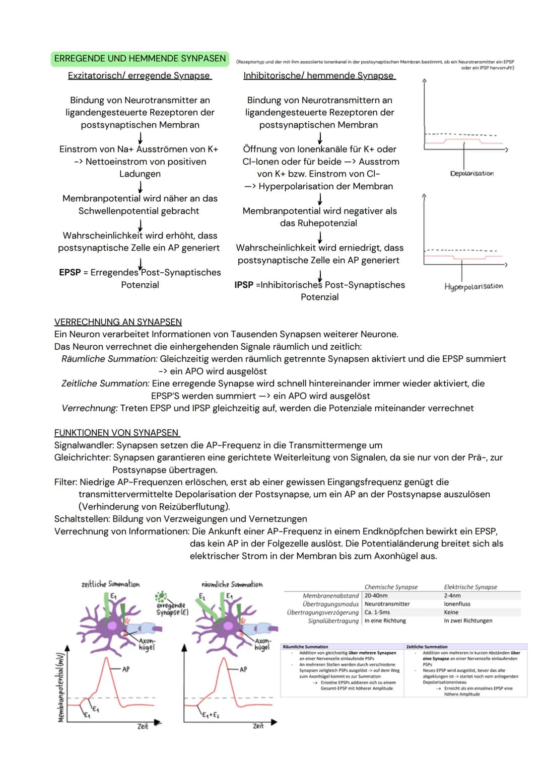 DAS NEURON
- Zellen, welche elektrische Erregungen erzeugen,
verarbeiten und weiterleiten
- 3 funktionelle Hauptgruppen:
Sensorische Neurone
