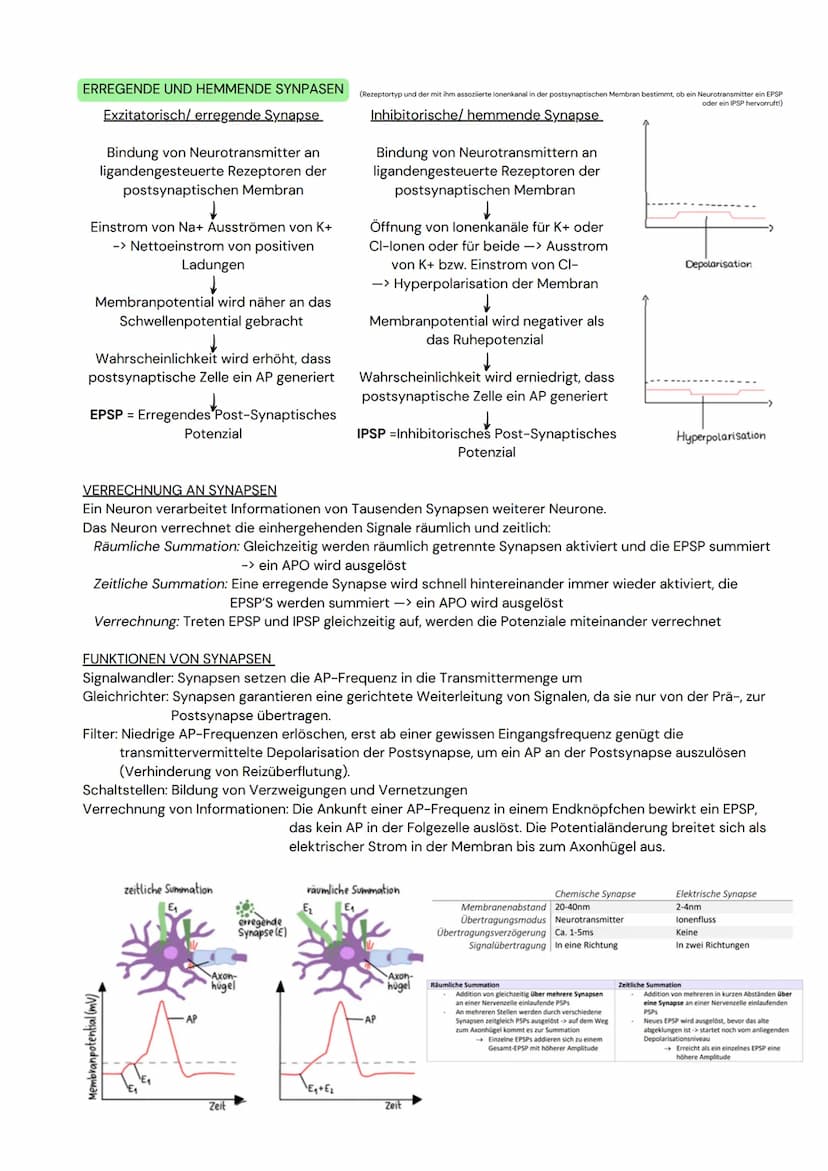 DAS NEURON
- Zellen, welche elektrische Erregungen erzeugen,
verarbeiten und weiterleiten
- 3 funktionelle Hauptgruppen:
Sensorische Neurone