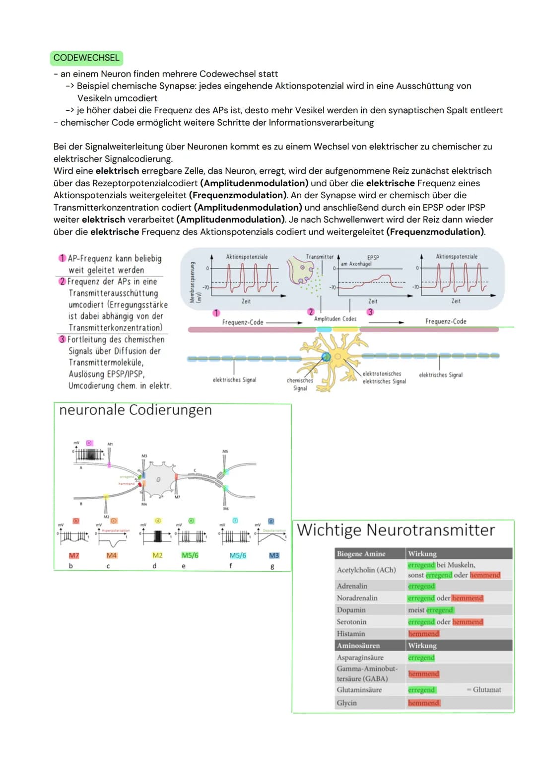 DAS NEURON
- Zellen, welche elektrische Erregungen erzeugen,
verarbeiten und weiterleiten
- 3 funktionelle Hauptgruppen:
Sensorische Neurone