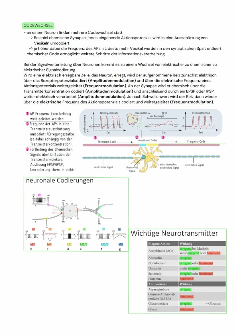 DAS NEURON
- Zellen, welche elektrische Erregungen erzeugen,
verarbeiten und weiterleiten
- 3 funktionelle Hauptgruppen:
Sensorische Neurone