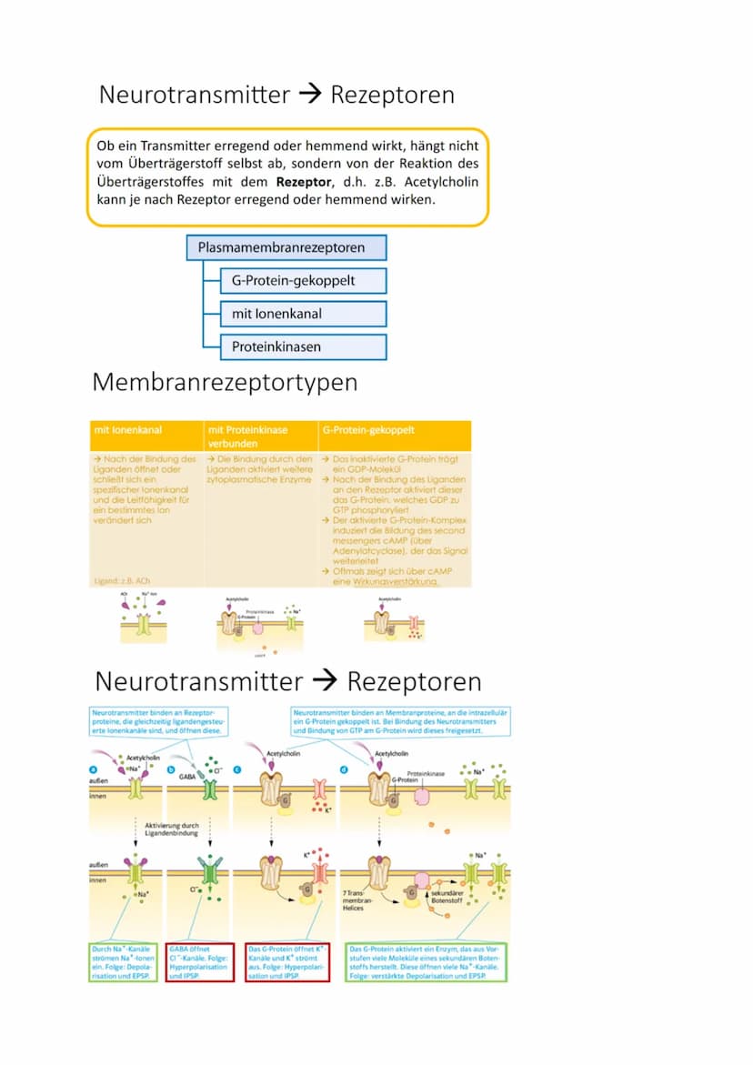 DAS NEURON
- Zellen, welche elektrische Erregungen erzeugen,
verarbeiten und weiterleiten
- 3 funktionelle Hauptgruppen:
Sensorische Neurone