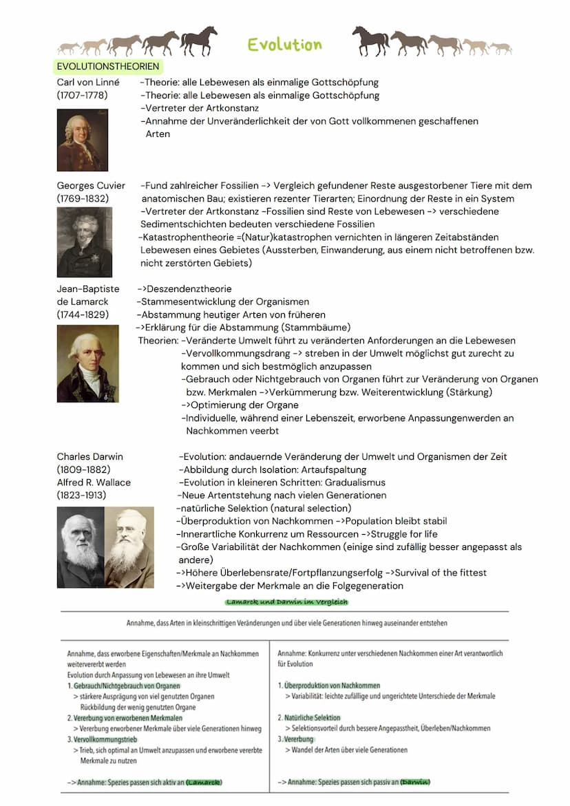 DAS NEURON
- Zellen, welche elektrische Erregungen erzeugen,
verarbeiten und weiterleiten
- 3 funktionelle Hauptgruppen:
Sensorische Neurone