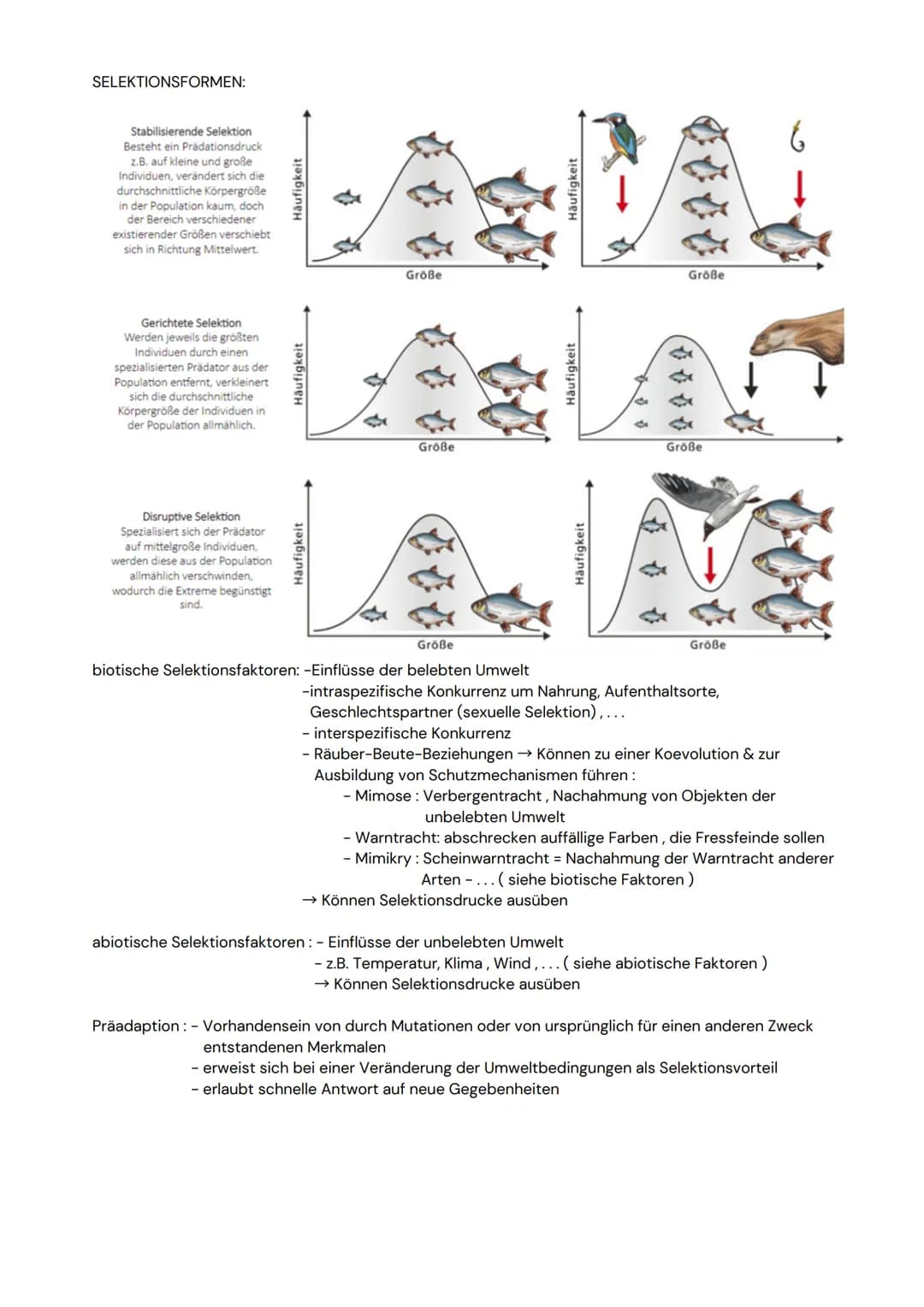 DAS NEURON
- Zellen, welche elektrische Erregungen erzeugen,
verarbeiten und weiterleiten
- 3 funktionelle Hauptgruppen:
Sensorische Neurone