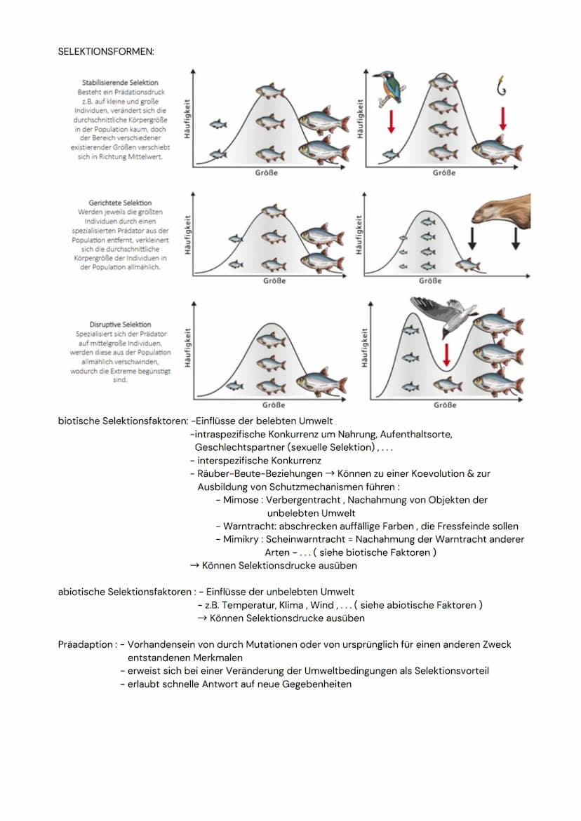 DAS NEURON
- Zellen, welche elektrische Erregungen erzeugen,
verarbeiten und weiterleiten
- 3 funktionelle Hauptgruppen:
Sensorische Neurone