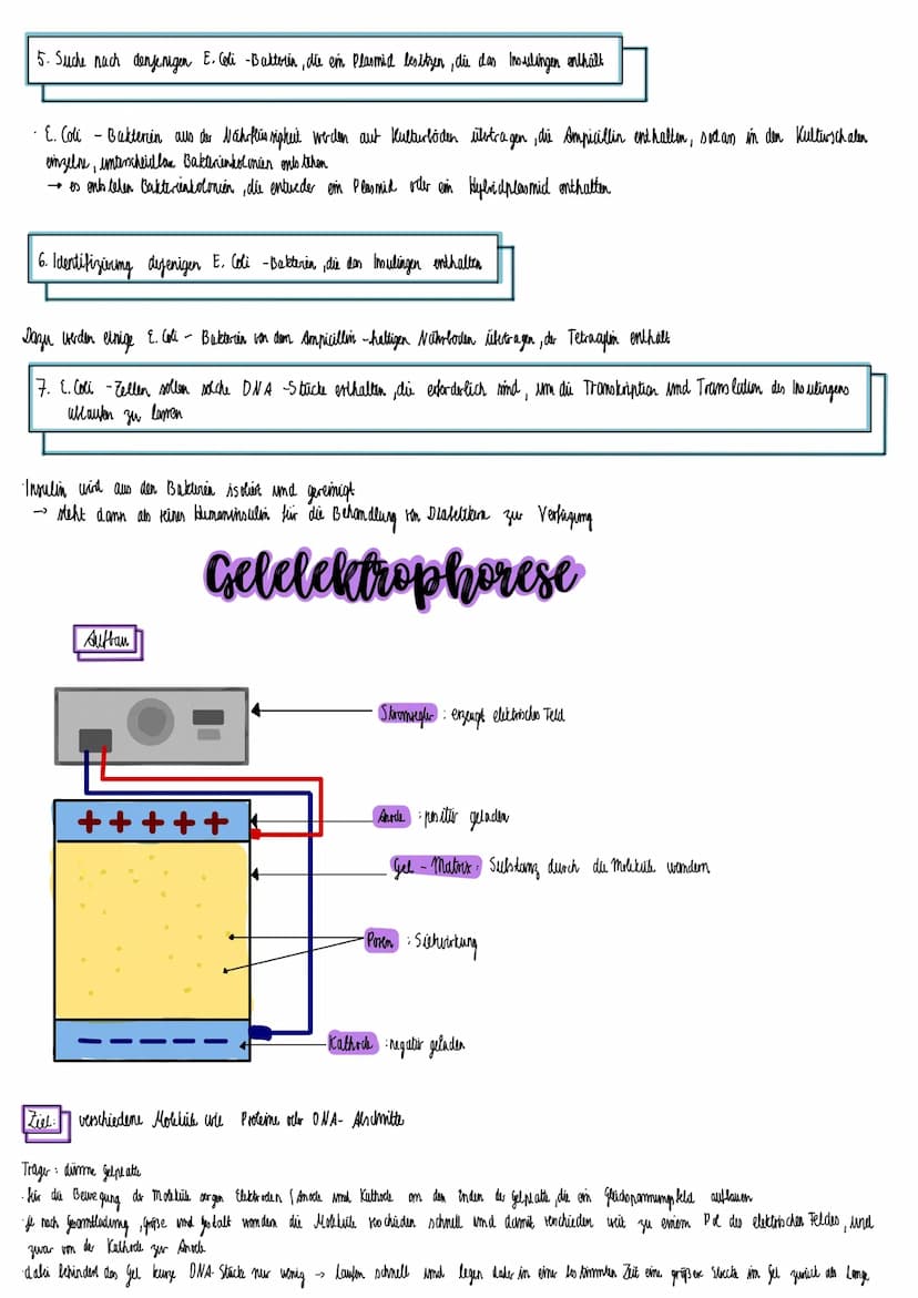 polymerase chain reaction (PCR)
Methode, um Erbsubstanz zu vervielfältigen
Was ermöglicht ein PCR-Test?
genetische Defekte wie Erbkrankheite