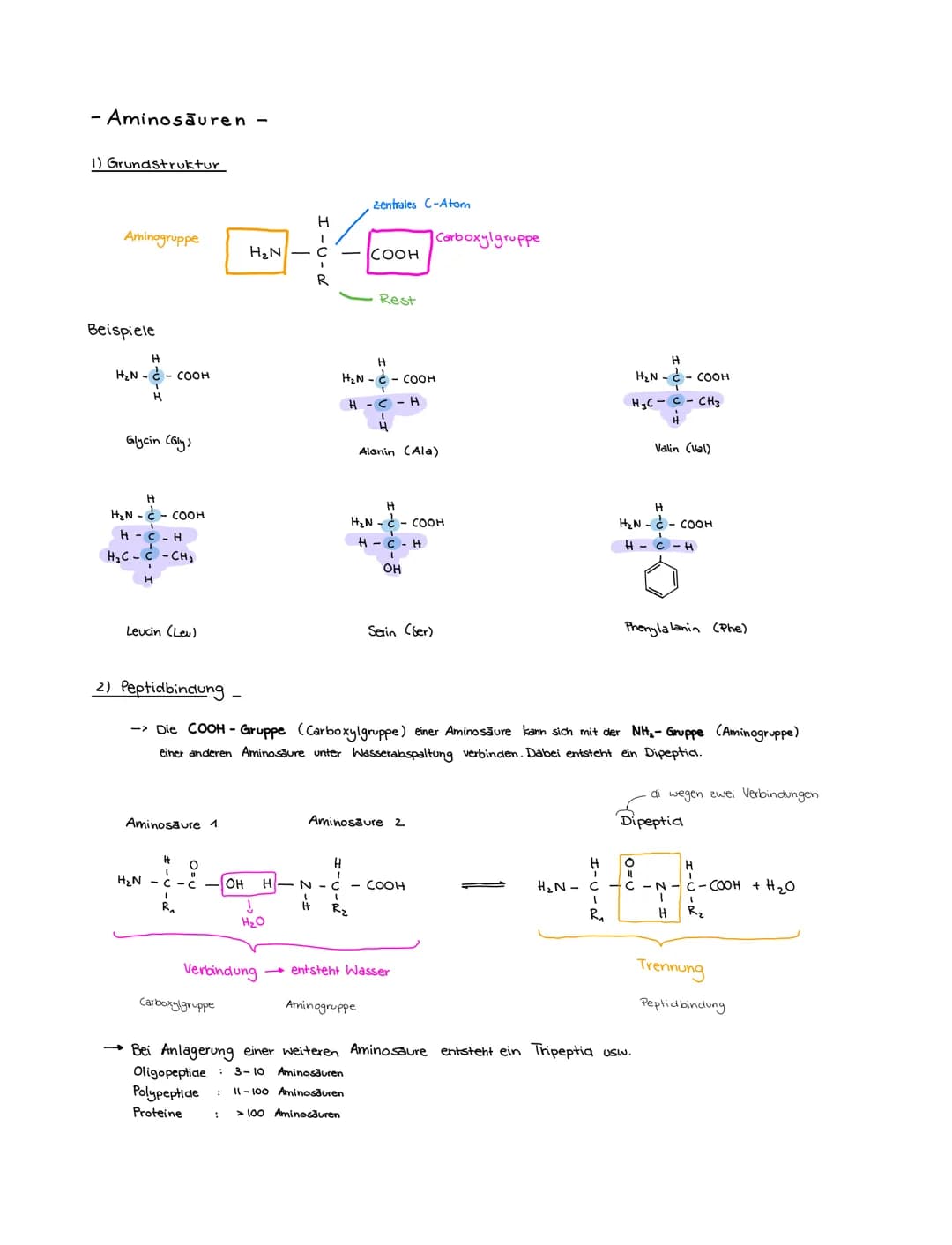 - Aminosäuren
1) Grundstruktur
Aminogruppe
Beispiele
H
H₂N-C-COOH
H
Glycin (Gly)
H
H₂N-C-COOH
H-C-H
H₂C-C-CH₂
H
Leucin (Lev)
Aminosäure 1
H₂