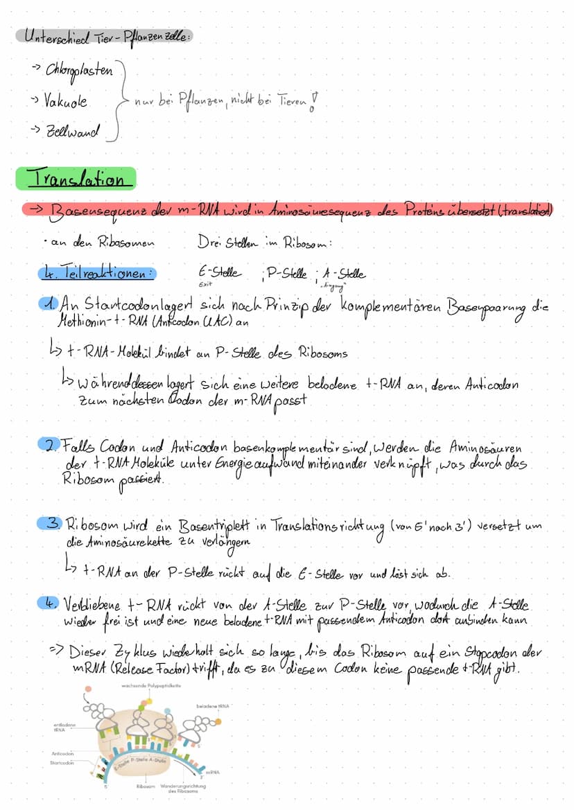 LERNZETTEL
Transkription
·bestimmtes Gen (DVA - Abschnitt) wird von codogenem DNA-Strang als RNA.
3 Schritte:
1. Initiation RNA-Polymerase e