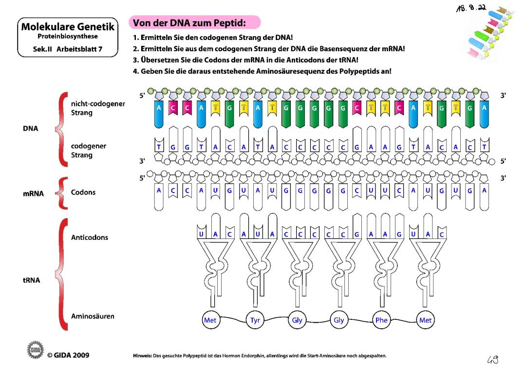 DNA, mRNA und tRNA Veranschaulichung 
