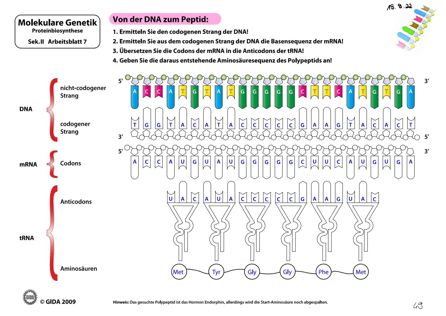 Molekulare Genetik
Proteinbiosynthese
Sek.ll Arbeitsblatt7
DNA
mRNA
tRNA
GIDA
nicht-codogener
Strang
codogener
Strang
Codons
Anticodons
Amin