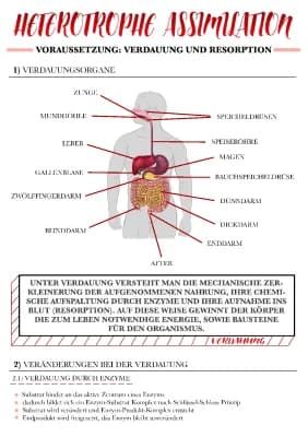 Know Verdauung und Heterotrophe Assimilation  thumbnail