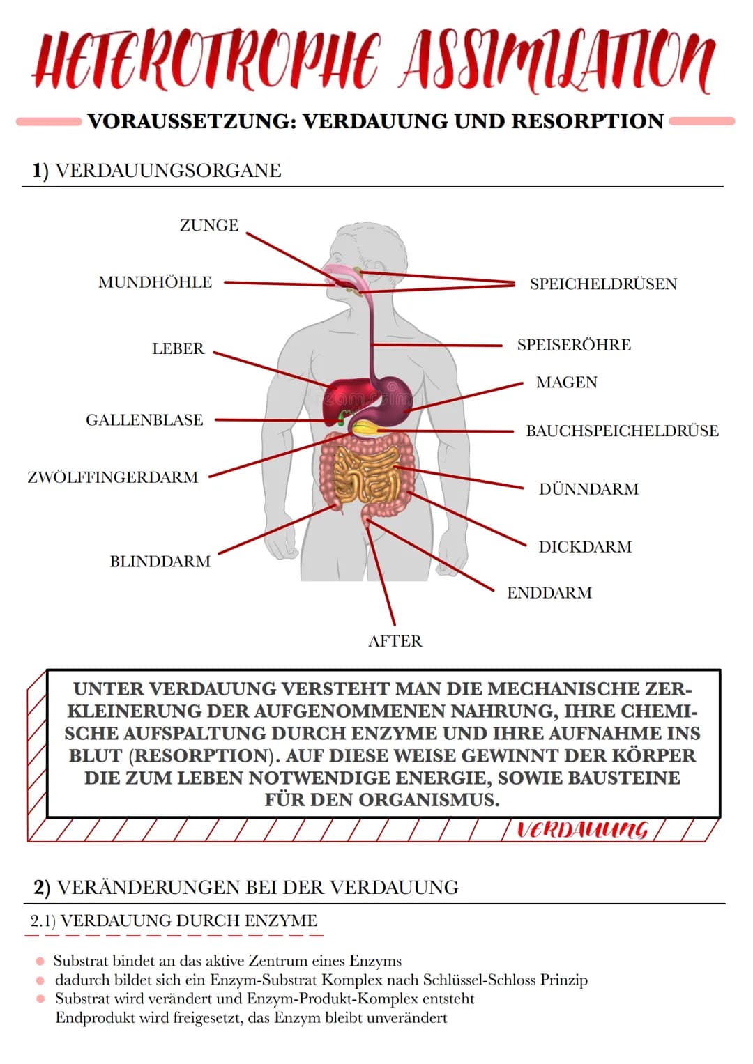 HETEROTROPHE ASSIMILATION
VORAUSSETZUNG: VERDAUUNG UND RESORPTION
1) VERDAUUNGSORGANE
ZUNGE
MUNDHÖHLE
LEBER
GALLENBLASE
ZWÖLFFINGERDARM
BLIN