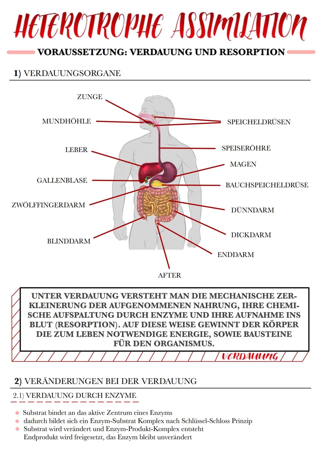 HETEROTROPHE ASSIMILATION
VORAUSSETZUNG: VERDAUUNG UND RESORPTION
1) VERDAUUNGSORGANE
ZUNGE
MUNDHÖHLE
LEBER
GALLENBLASE
ZWÖLFFINGERDARM
BLIN