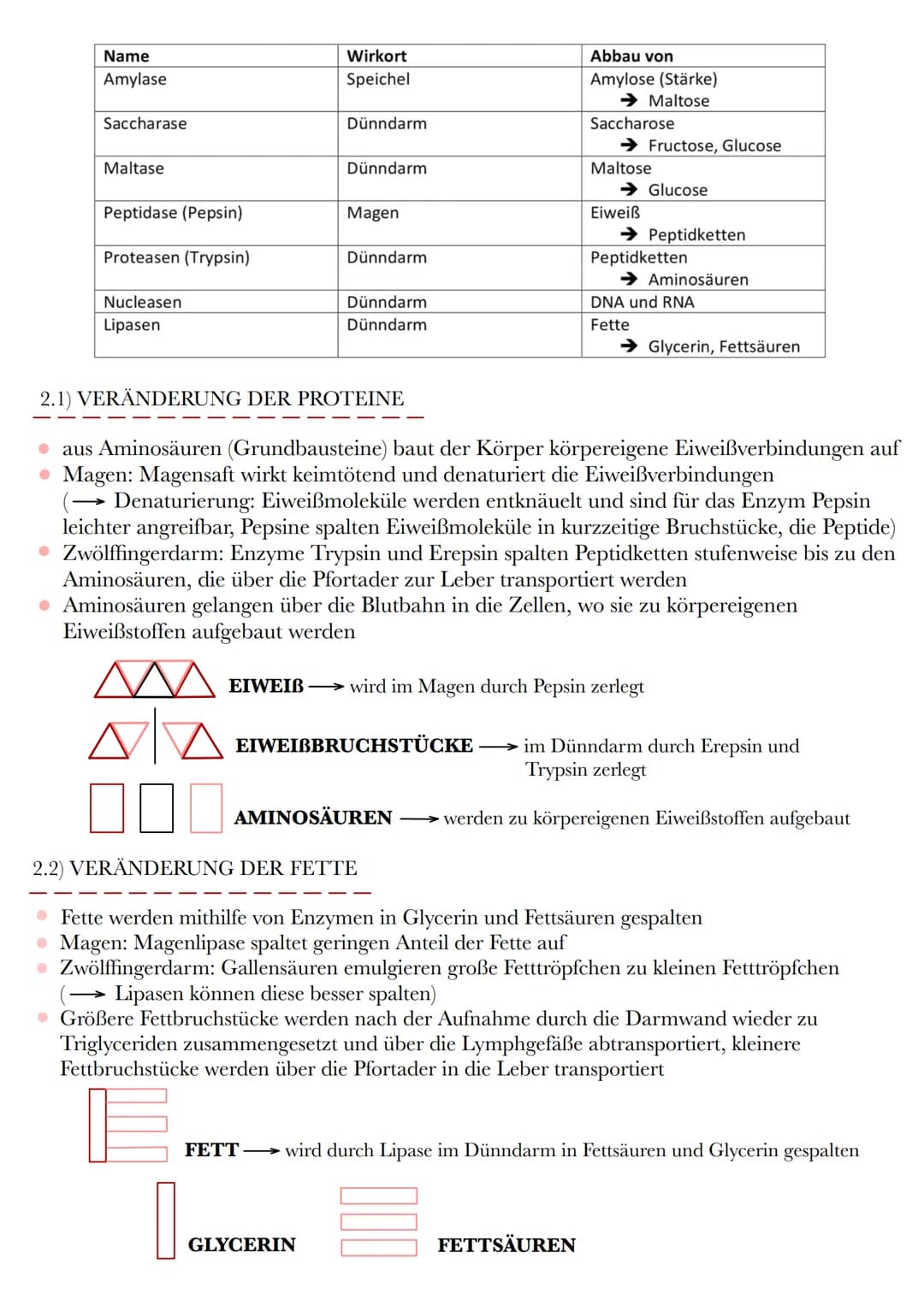 HETEROTROPHE ASSIMILATION
VORAUSSETZUNG: VERDAUUNG UND RESORPTION
1) VERDAUUNGSORGANE
ZUNGE
MUNDHÖHLE
LEBER
GALLENBLASE
ZWÖLFFINGERDARM
BLIN