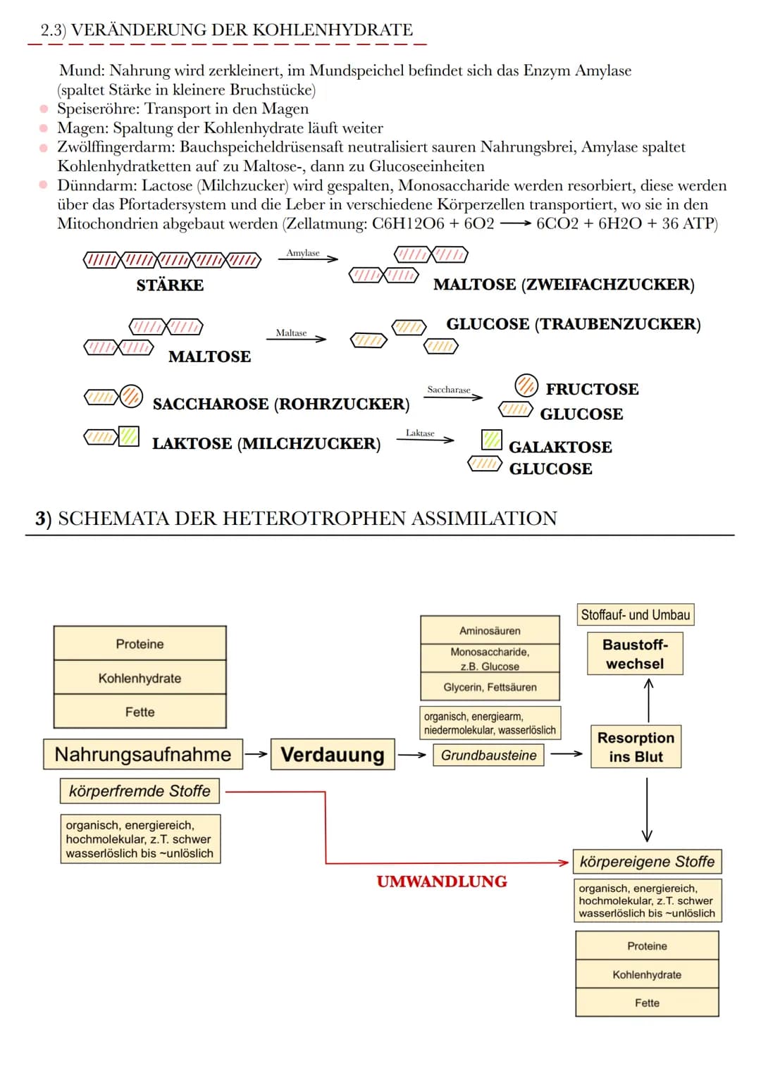 HETEROTROPHE ASSIMILATION
VORAUSSETZUNG: VERDAUUNG UND RESORPTION
1) VERDAUUNGSORGANE
ZUNGE
MUNDHÖHLE
LEBER
GALLENBLASE
ZWÖLFFINGERDARM
BLIN