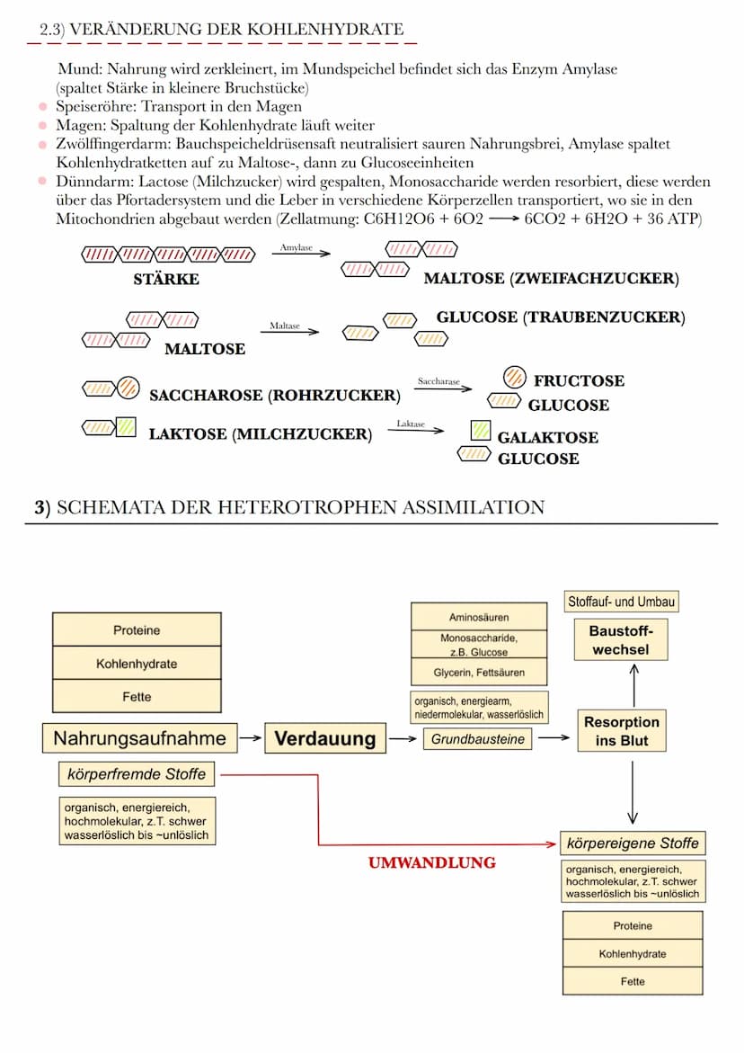 HETEROTROPHE ASSIMILATION
VORAUSSETZUNG: VERDAUUNG UND RESORPTION
1) VERDAUUNGSORGANE
ZUNGE
MUNDHÖHLE
LEBER
GALLENBLASE
ZWÖLFFINGERDARM
BLIN