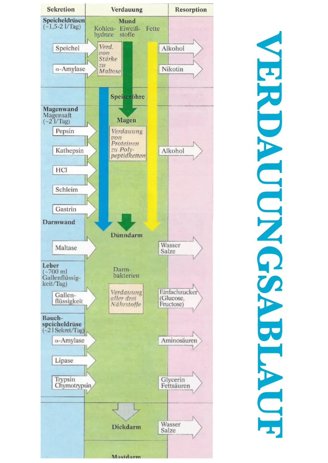 HETEROTROPHE ASSIMILATION
VORAUSSETZUNG: VERDAUUNG UND RESORPTION
1) VERDAUUNGSORGANE
ZUNGE
MUNDHÖHLE
LEBER
GALLENBLASE
ZWÖLFFINGERDARM
BLIN