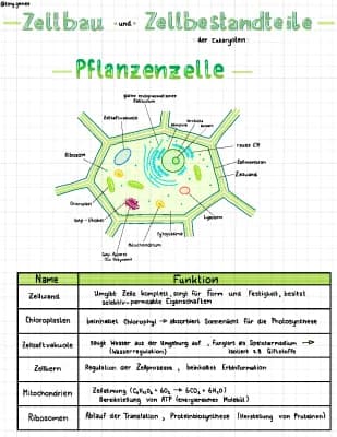 Know Tier- und Pflanzenzelle thumbnail