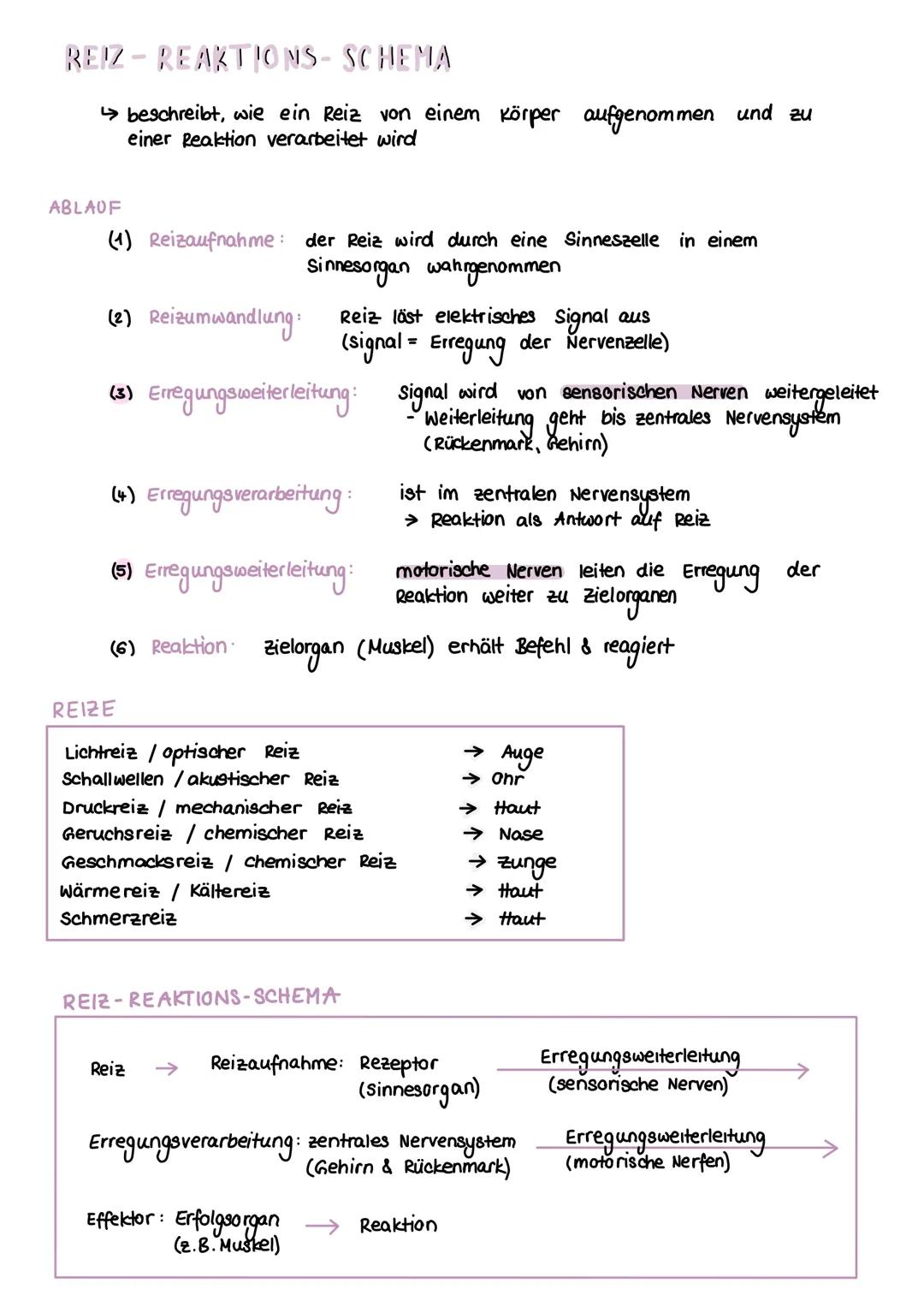 REIZ-REAKTIONS- SCHEMA
↳beschreibt, wie ein Reiz von einem Körper aufgenommen und zu
einer Reaktion verarbeitet wird
ABLAUF
(1) Reizaufnahme