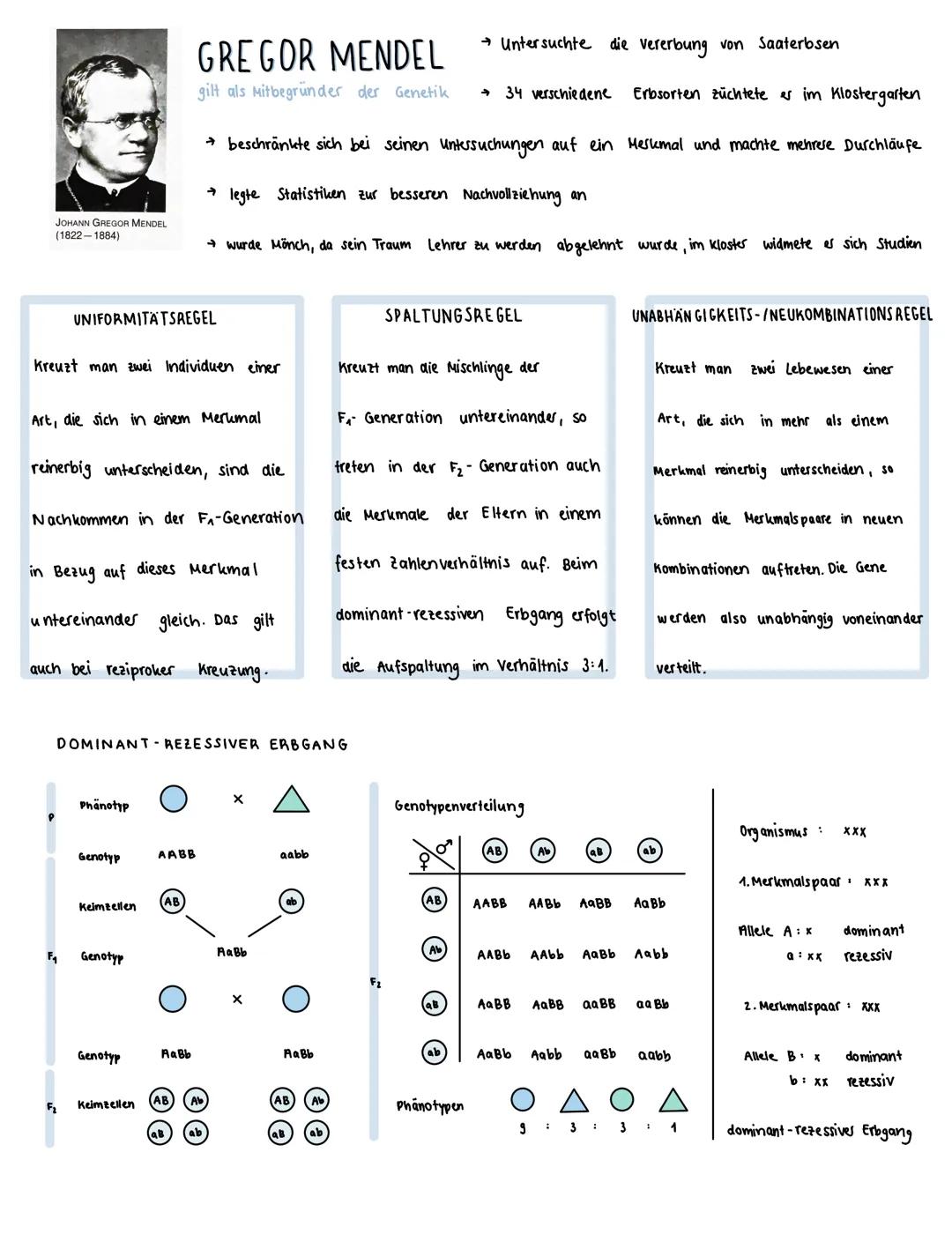 JOHANN GREGOR MENDEL
(1822-1884)
Kreuzt man zwei Individuen einer
UNIFORMITATSREGEL
Art, die sich in einem Merkmal
reinerbig unterscheiden, 