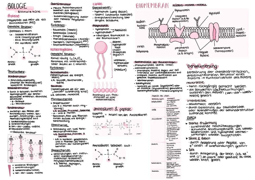 Biomoleküle 