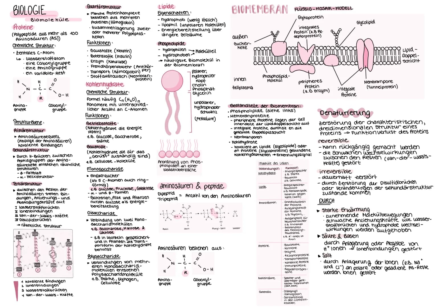 BIOLOGIE
Proteine
(Polypeptide aus mehr als 100
Aminosauren (AS))
Chemische Struktur:
• Zentrales C-Atom
LD wasserstoffatom
H
Biomoleküle
• 