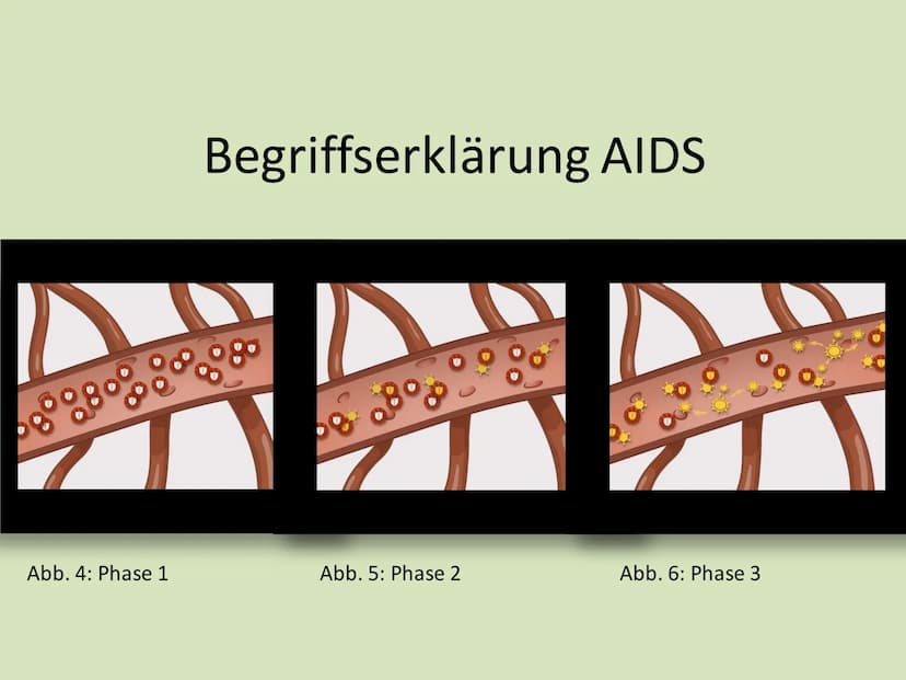 IGS
Vier Tore
Integrierte Gesamtschule "Vier Tore" Neubrandenburg
Ganztagsschule
Europaschule
Name: Serxho Camcja
Klasse: 10G1
Fach: Biologi