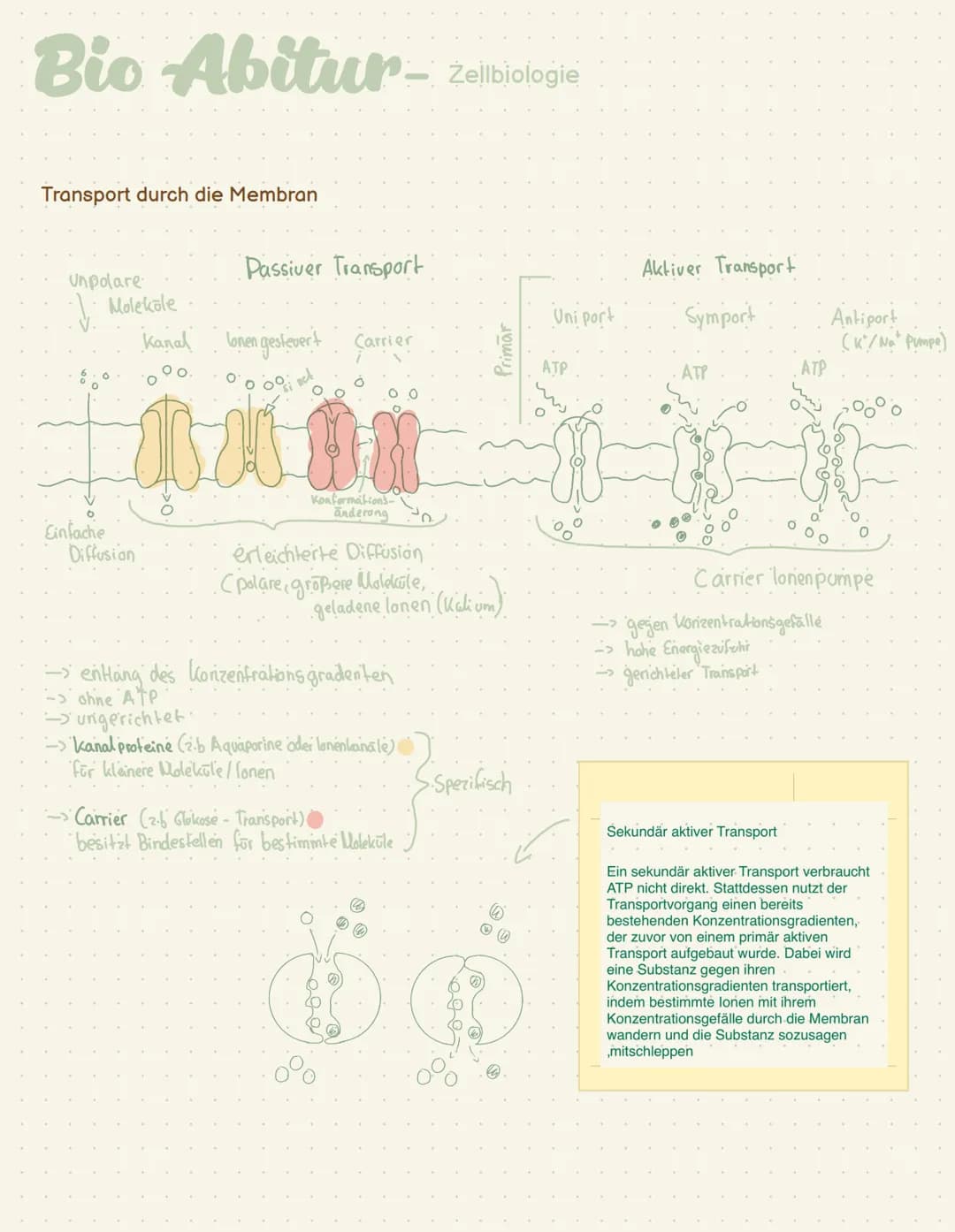 Abi- Biologie Bio Abitur -
Zelltypen
Eukaryoten Mensch, Pflanze, Pilze
AND
Prokaryot Bakterien
.com
00
Plasmid
Pili
Ribosom
Chromosom
1-2 pm