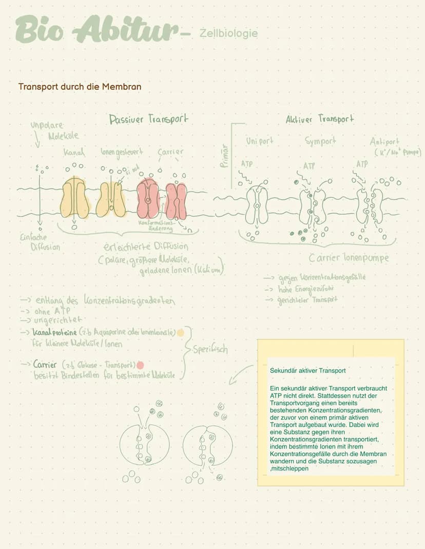 Abi- Biologie Bio Abitur -
Zelltypen
Eukaryoten Mensch, Pflanze, Pilze
AND
Prokaryot Bakterien
.com
00
Plasmid
Pili
Ribosom
Chromosom
1-2 pm