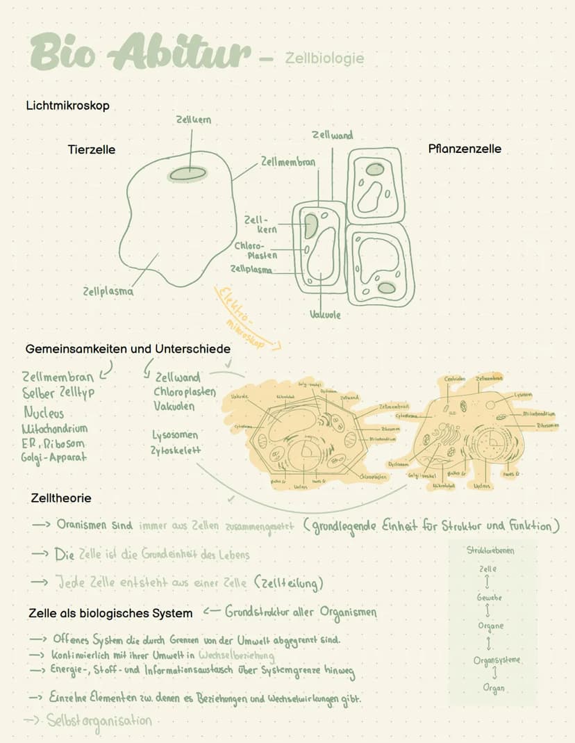 Abi- Biologie Bio Abitur -
Zelltypen
Eukaryoten Mensch, Pflanze, Pilze
AND
Prokaryot Bakterien
.com
00
Plasmid
Pili
Ribosom
Chromosom
1-2 pm