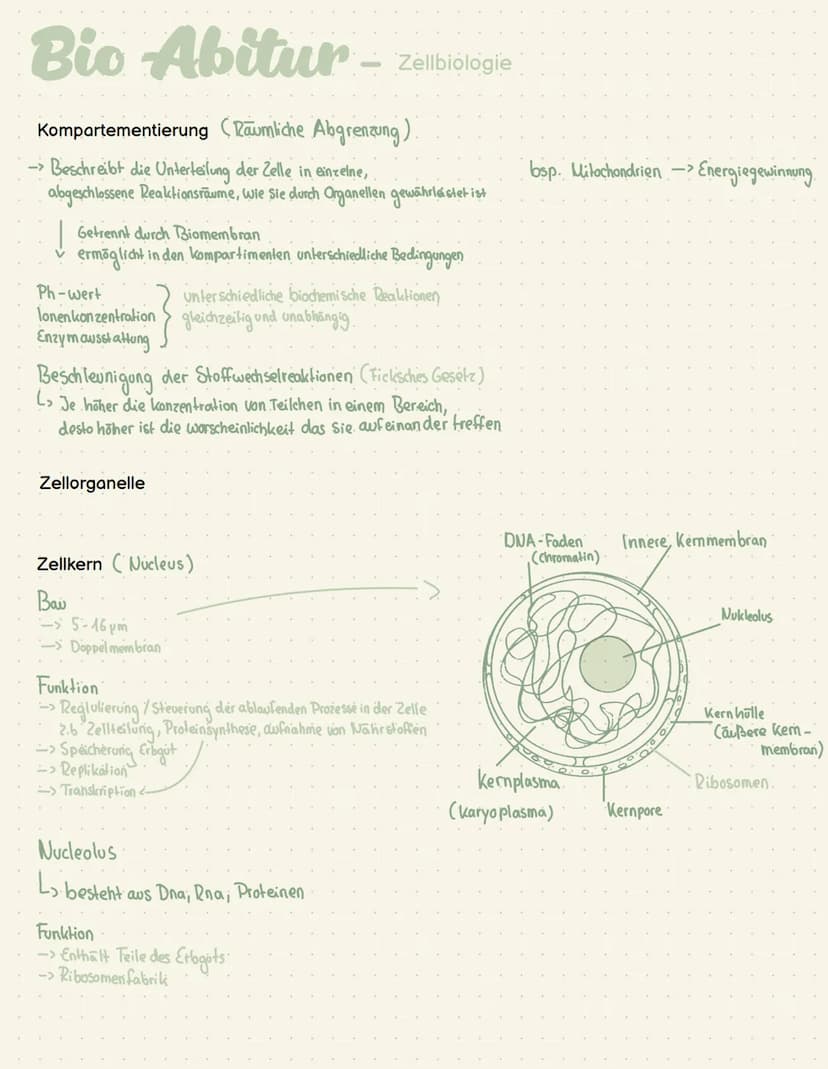 Abi- Biologie Bio Abitur -
Zelltypen
Eukaryoten Mensch, Pflanze, Pilze
AND
Prokaryot Bakterien
.com
00
Plasmid
Pili
Ribosom
Chromosom
1-2 pm