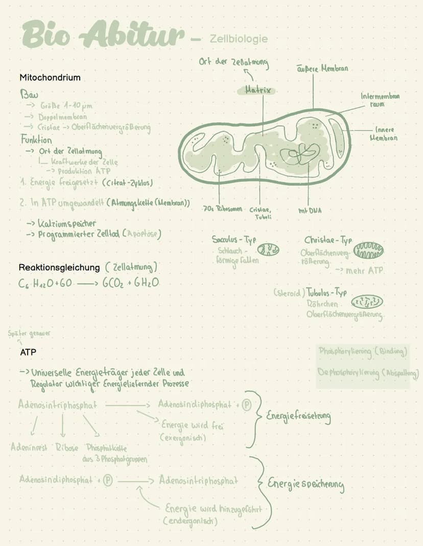 Abi- Biologie Bio Abitur -
Zelltypen
Eukaryoten Mensch, Pflanze, Pilze
AND
Prokaryot Bakterien
.com
00
Plasmid
Pili
Ribosom
Chromosom
1-2 pm