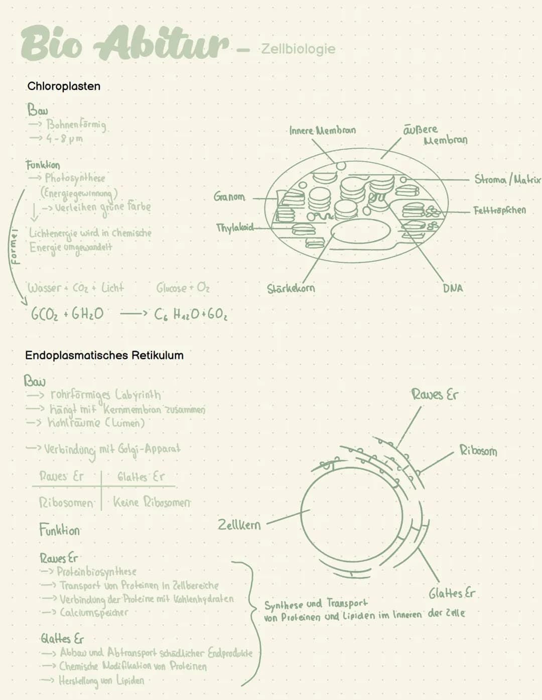 Abi- Biologie Bio Abitur -
Zelltypen
Eukaryoten Mensch, Pflanze, Pilze
AND
Prokaryot Bakterien
.com
00
Plasmid
Pili
Ribosom
Chromosom
1-2 pm