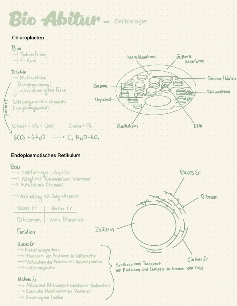 Abi- Biologie Bio Abitur -
Zelltypen
Eukaryoten Mensch, Pflanze, Pilze
AND
Prokaryot Bakterien
.com
00
Plasmid
Pili
Ribosom
Chromosom
1-2 pm