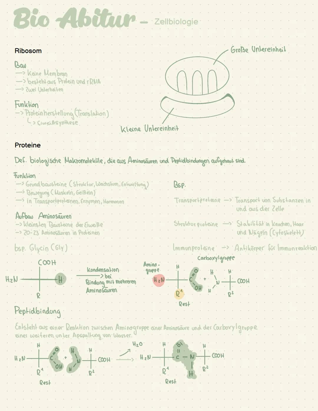 Abi- Biologie Bio Abitur -
Zelltypen
Eukaryoten Mensch, Pflanze, Pilze
AND
Prokaryot Bakterien
.com
00
Plasmid
Pili
Ribosom
Chromosom
1-2 pm