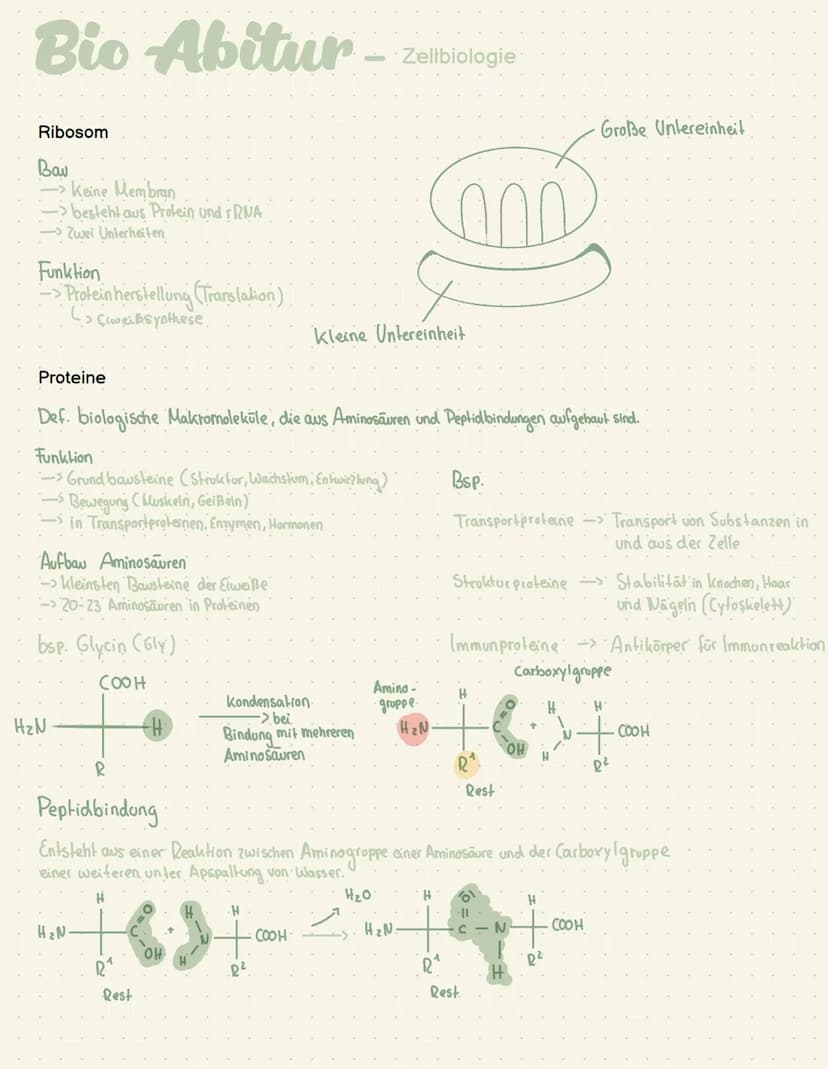 Abi- Biologie Bio Abitur -
Zelltypen
Eukaryoten Mensch, Pflanze, Pilze
AND
Prokaryot Bakterien
.com
00
Plasmid
Pili
Ribosom
Chromosom
1-2 pm