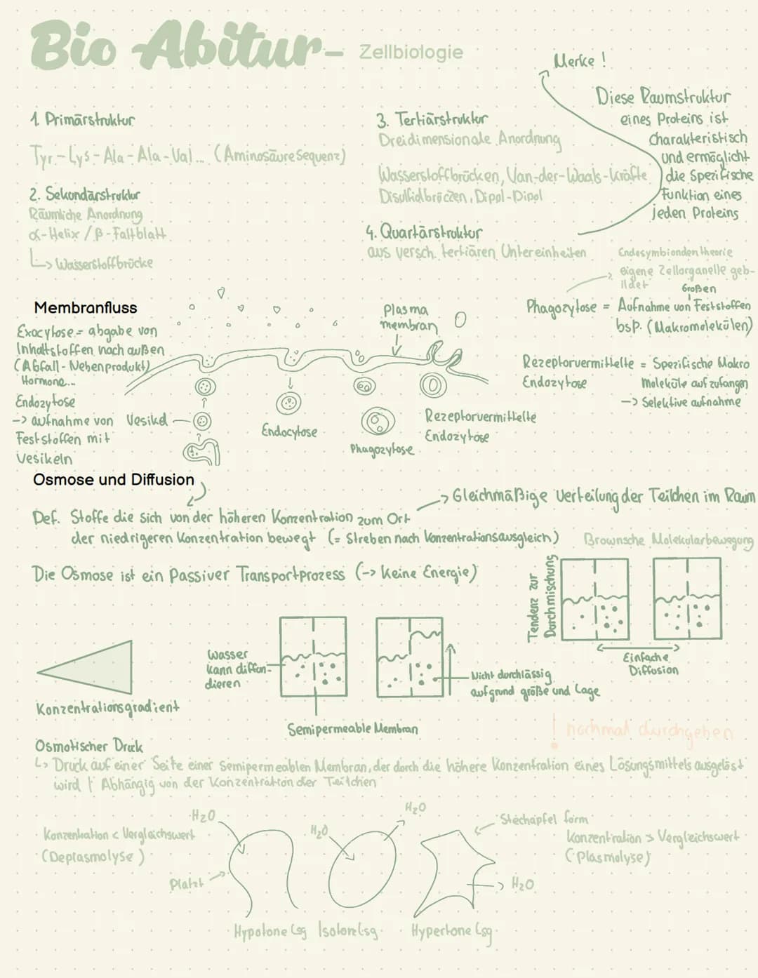 Abi- Biologie Bio Abitur -
Zelltypen
Eukaryoten Mensch, Pflanze, Pilze
AND
Prokaryot Bakterien
.com
00
Plasmid
Pili
Ribosom
Chromosom
1-2 pm
