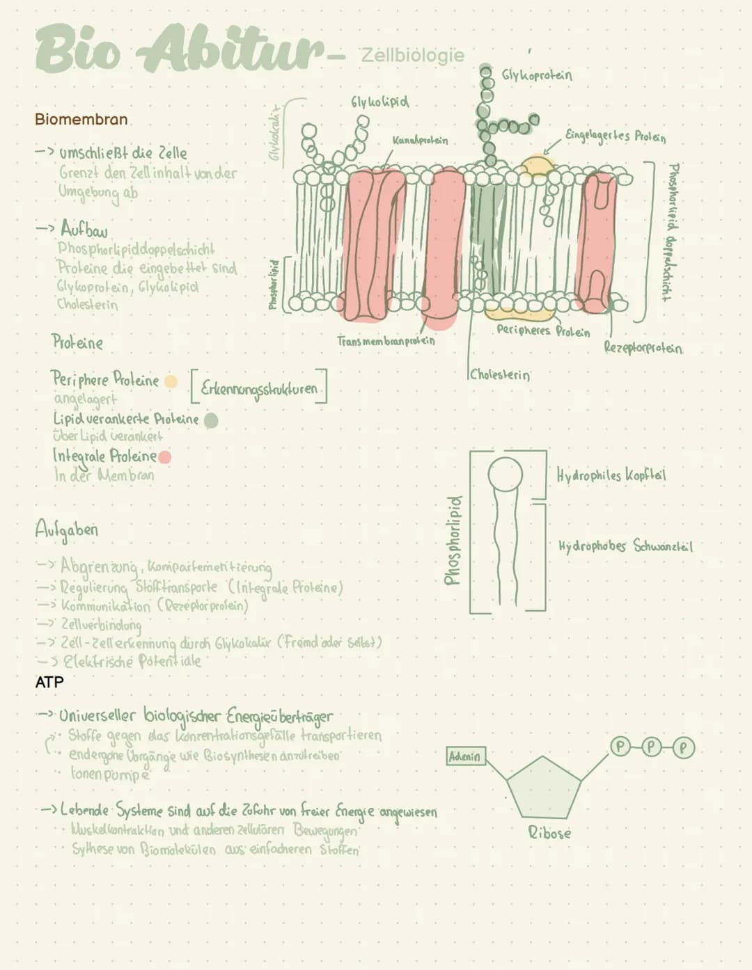 Abi- Biologie Bio Abitur -
Zelltypen
Eukaryoten Mensch, Pflanze, Pilze
AND
Prokaryot Bakterien
.com
00
Plasmid
Pili
Ribosom
Chromosom
1-2 pm