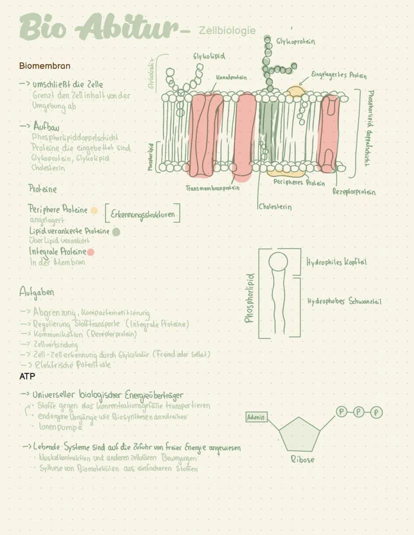 Abi- Biologie Bio Abitur -
Zelltypen
Eukaryoten Mensch, Pflanze, Pilze
AND
Prokaryot Bakterien
.com
00
Plasmid
Pili
Ribosom
Chromosom
1-2 pm