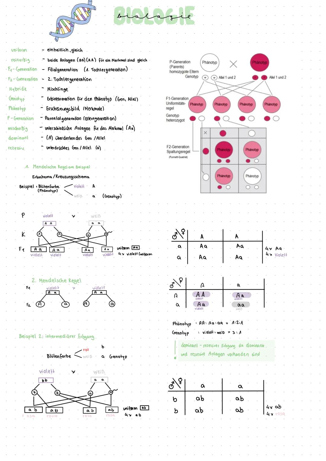 # biologie

uniforon
reinerbig
-F-Generation
F2-Generation
Hybride
Genotyp
Phänotyp
P-Generation
mischerbig
dominani
rezessiv

- einheitlich
