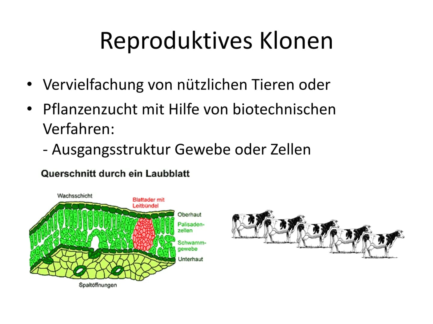 Menschliches Klonen
Frankensteins Traum wird wahr
Aus normalen Körperzellen können Forscher nun die Kopie
eines Menschen herstellen. Darf da