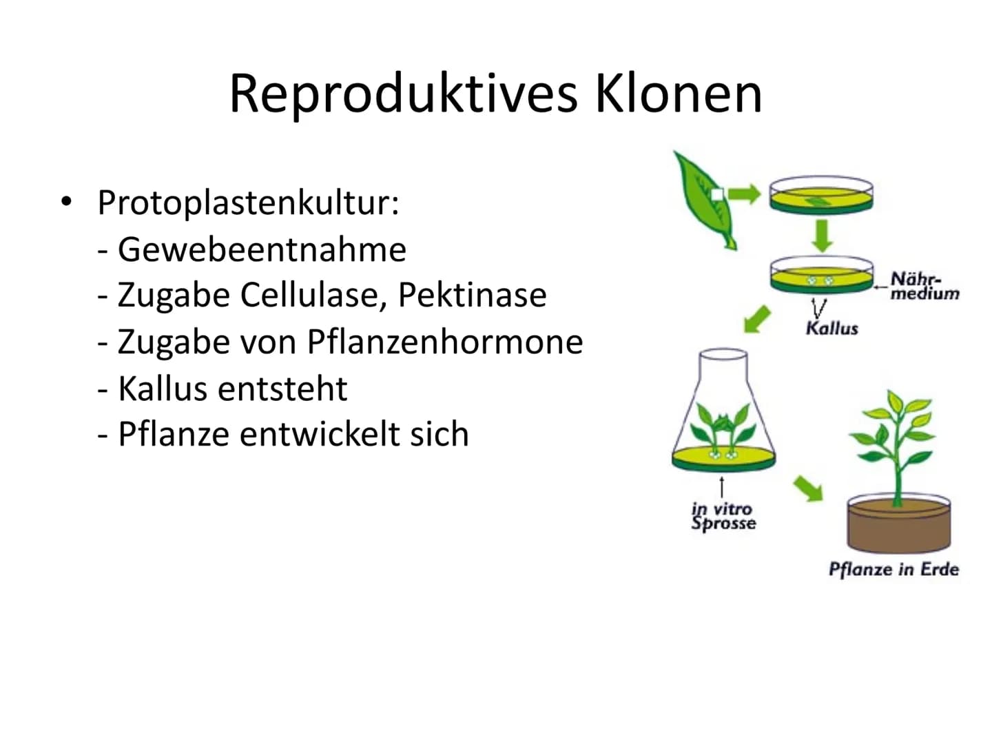 Menschliches Klonen
Frankensteins Traum wird wahr
Aus normalen Körperzellen können Forscher nun die Kopie
eines Menschen herstellen. Darf da