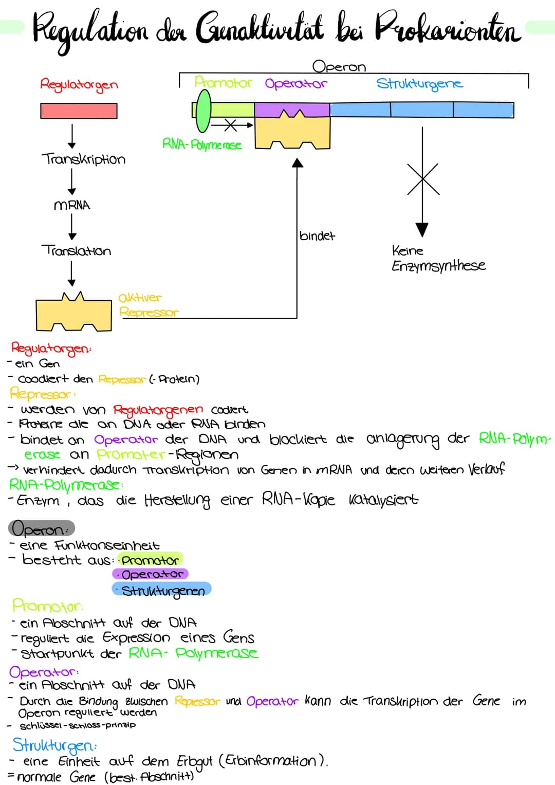 Genetik Regulation der Grenaktivität bei Prokarionten
Operon
Regulatorgen
Transkription
mRNA
Translation
Regulatorgen:
- ein Gen
Promotor Op