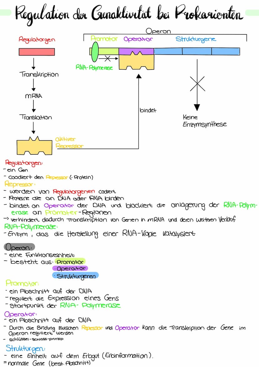 Genetik Regulation der Grenaktivität bei Prokarionten
Operon
Regulatorgen
Transkription
mRNA
Translation
Regulatorgen:
- ein Gen
Promotor Op