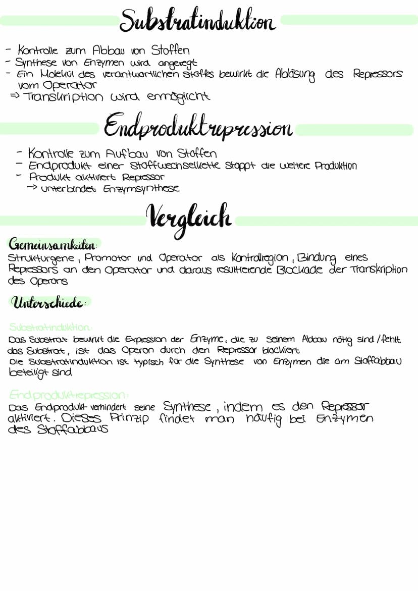 Genetik Regulation der Grenaktivität bei Prokarionten
Operon
Regulatorgen
Transkription
mRNA
Translation
Regulatorgen:
- ein Gen
Promotor Op
