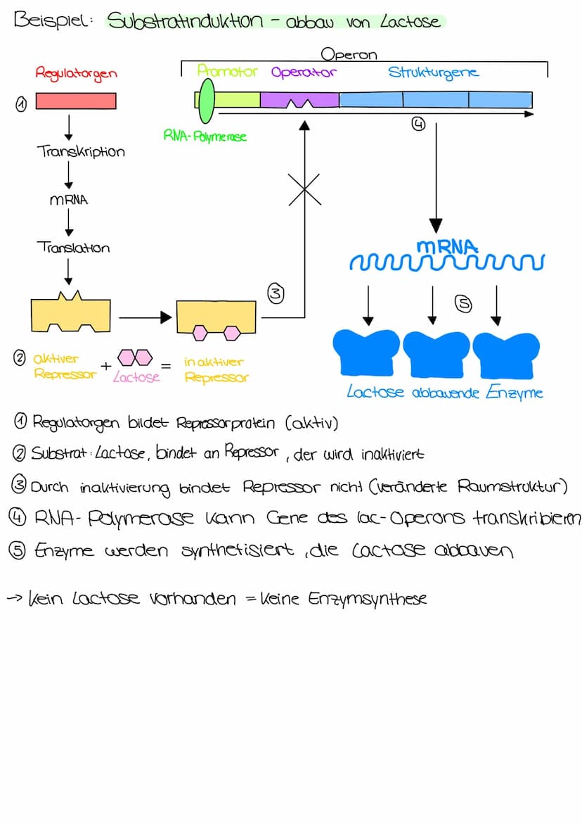 Genetik Regulation der Grenaktivität bei Prokarionten
Operon
Regulatorgen
Transkription
mRNA
Translation
Regulatorgen:
- ein Gen
Promotor Op
