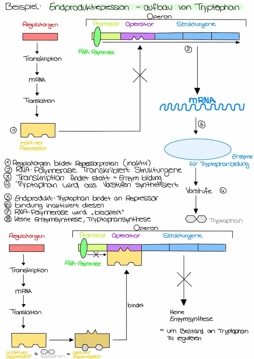 Genetik Regulation der Grenaktivität bei Prokarionten
Operon
Regulatorgen
Transkription
mRNA
Translation
Regulatorgen:
- ein Gen
Promotor Op