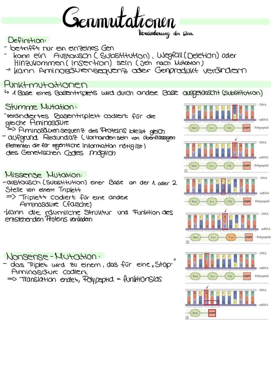 Genetik Regulation der Grenaktivität bei Prokarionten
Operon
Regulatorgen
Transkription
mRNA
Translation
Regulatorgen:
- ein Gen
Promotor Op